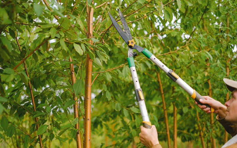 Tree trimming in Masonville, IA